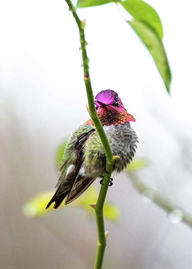 Hummingbird 4855 Photograph by Pamela S Eaton-Ford