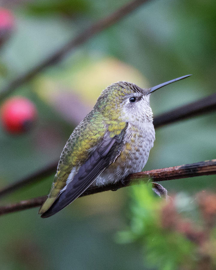 Hummingbird 4909 Photograph by Pamela S Eaton-Ford