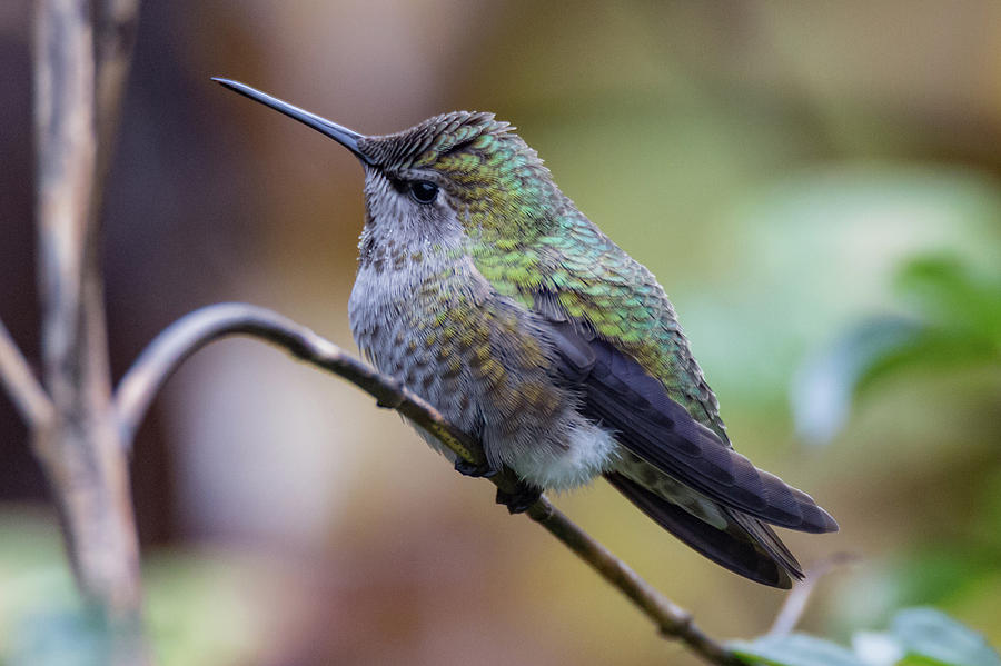 Hummingbird 4981 Photograph by Pamela S Eaton-Ford