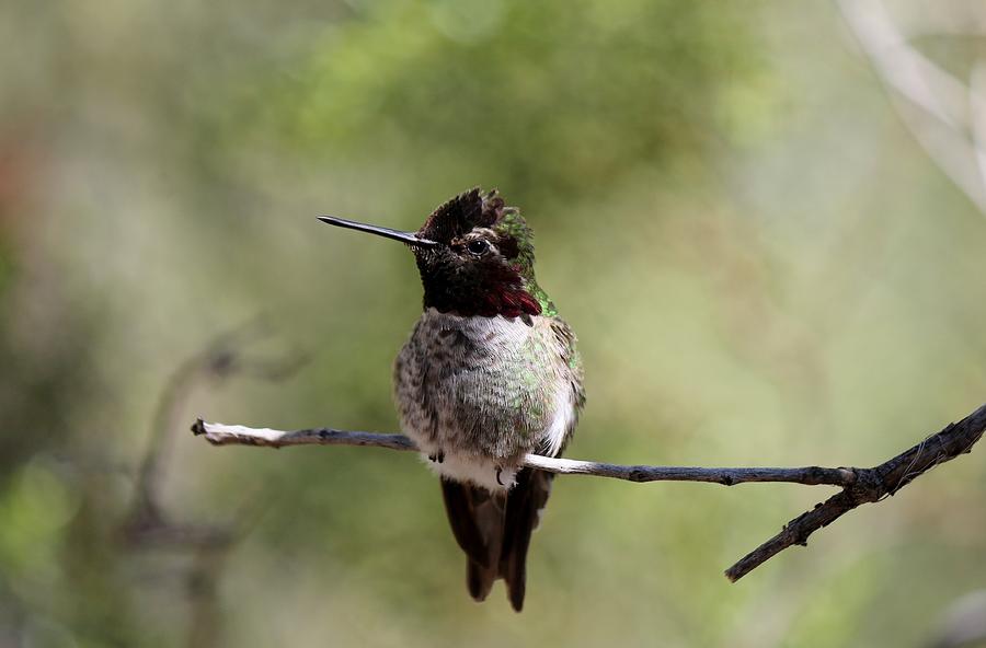 Hummingbird - 5 Photograph by Christy Pooschke