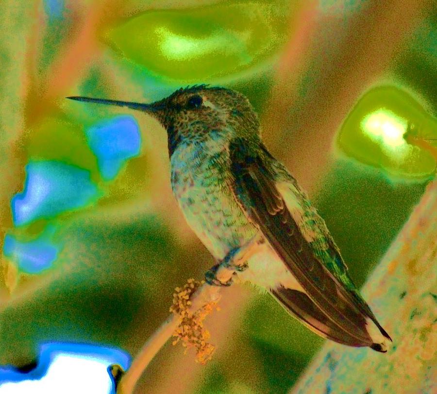 Hummingbird 5 Photograph by Helen Carson