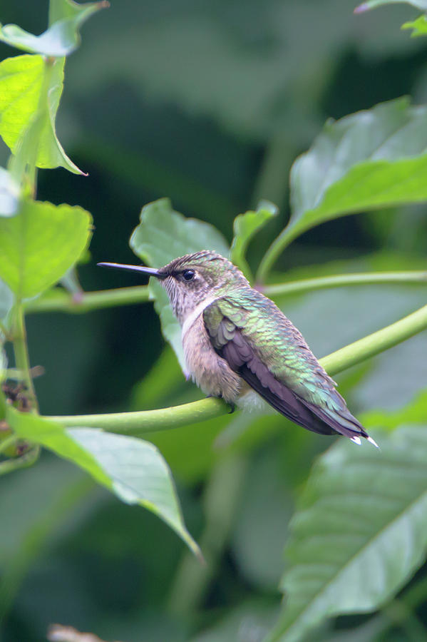 Hummingbird 50 Photograph by David Stasiak