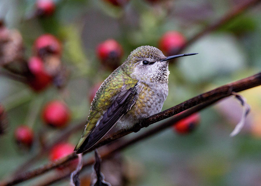 Hummingbird 5098 Photograph by Pamela S Eaton-Ford
