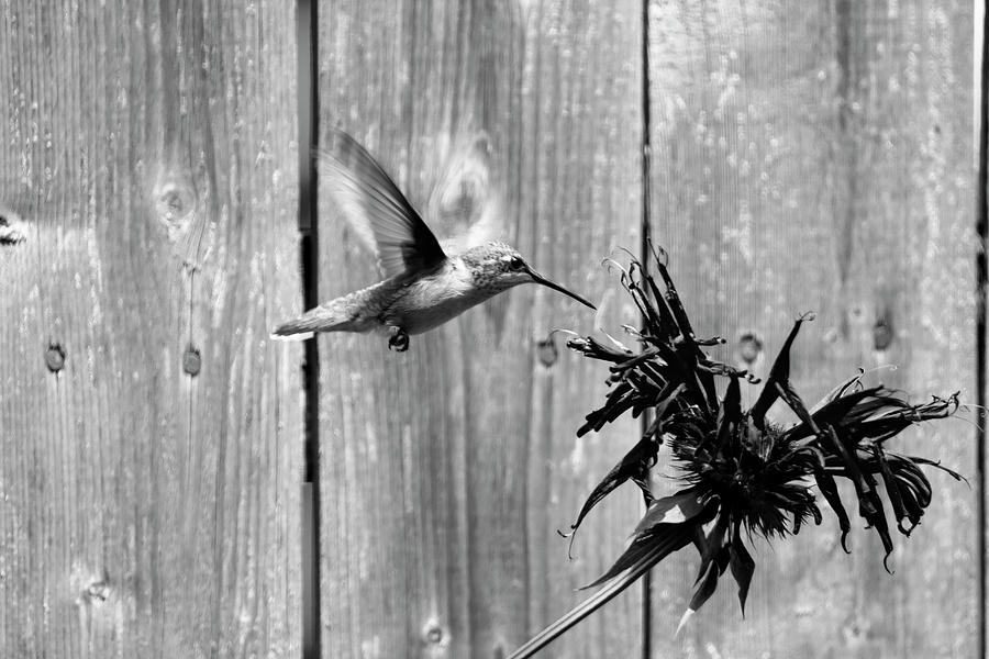 Hummingbird 51 Photograph by David Stasiak