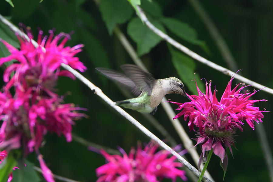 Hummingbird 52 Photograph by David Stasiak