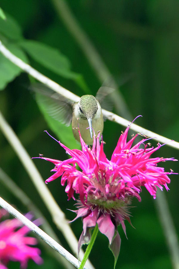 Hummingbird 53 Photograph By David Stasiak Fine Art America 0903