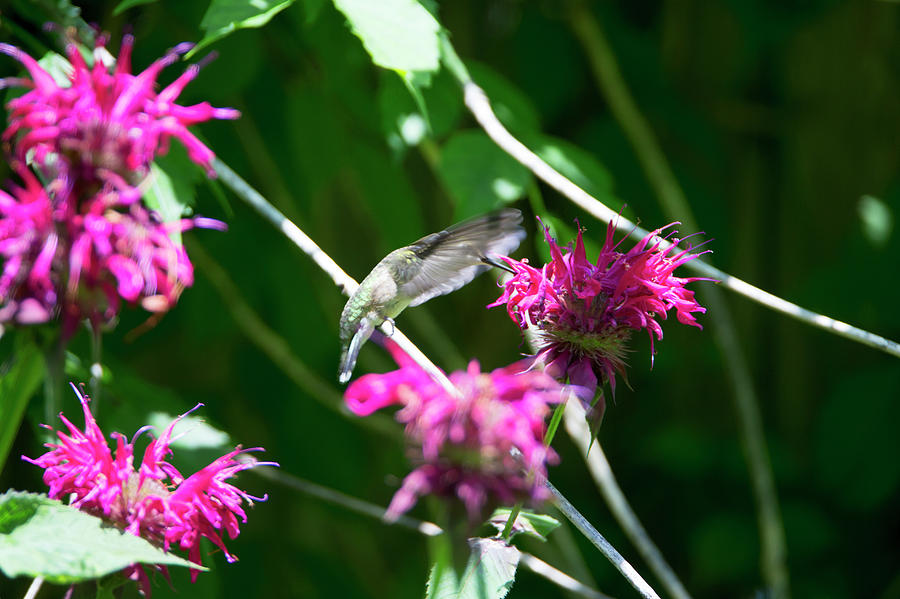 Hummingbird 54 Photograph by David Stasiak
