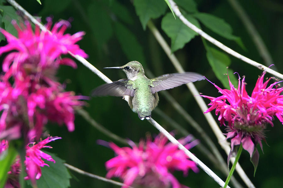 Hummingbird 56 Photograph by David Stasiak