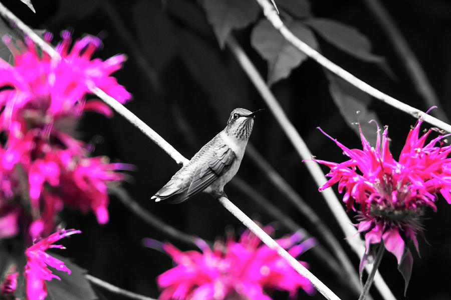 Hummingbird 57 Photograph by David Stasiak