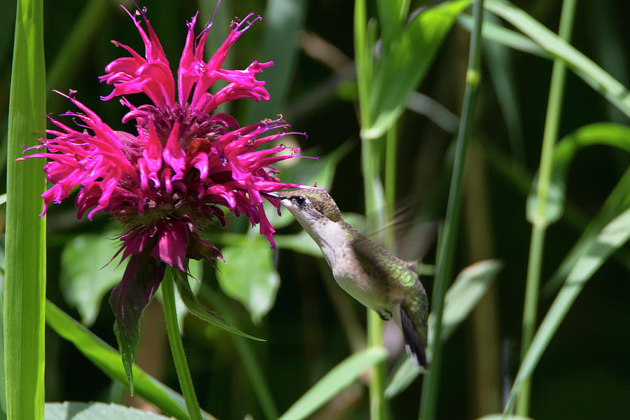 Wildlife Photograph - Hummingbird 59 by David Stasiak