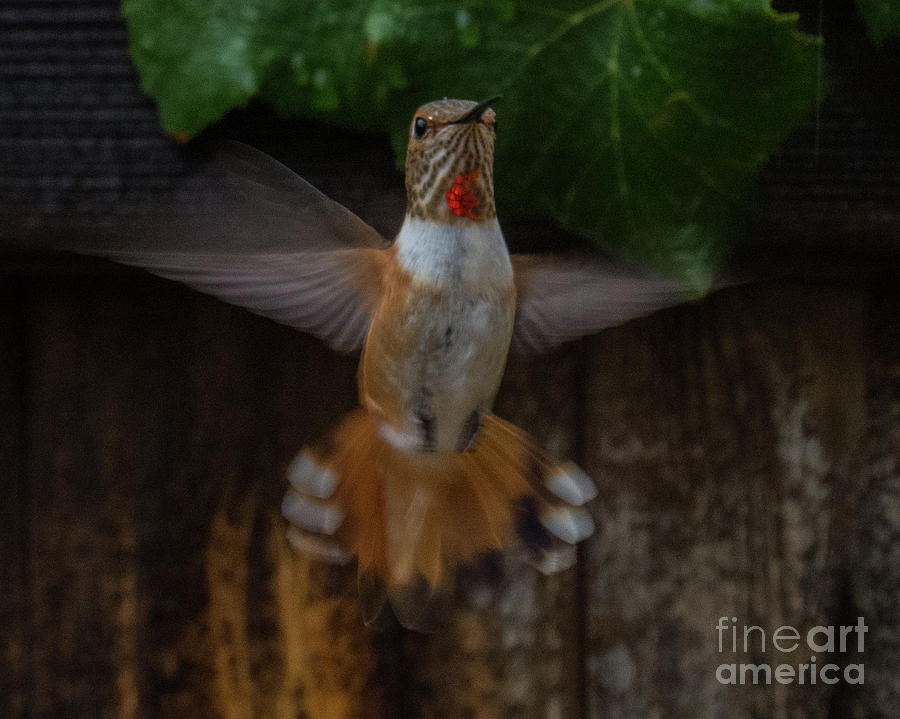 Hummingbird 6 Photograph by Christy Garavetto