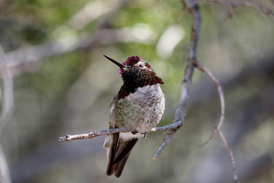 Hummingbird - 6 Photograph by Christy Pooschke