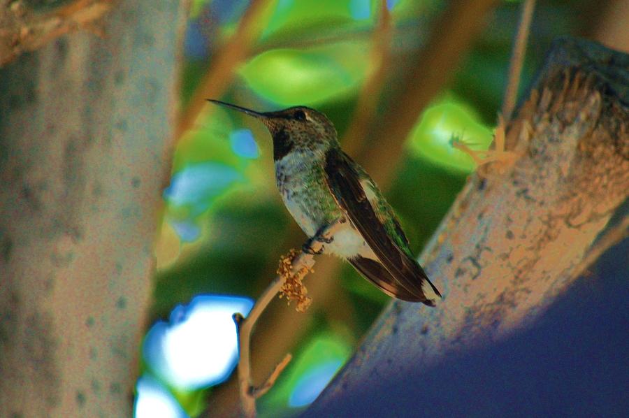 Hummingbird Photograph - Hummingbird 6 by Helen Carson