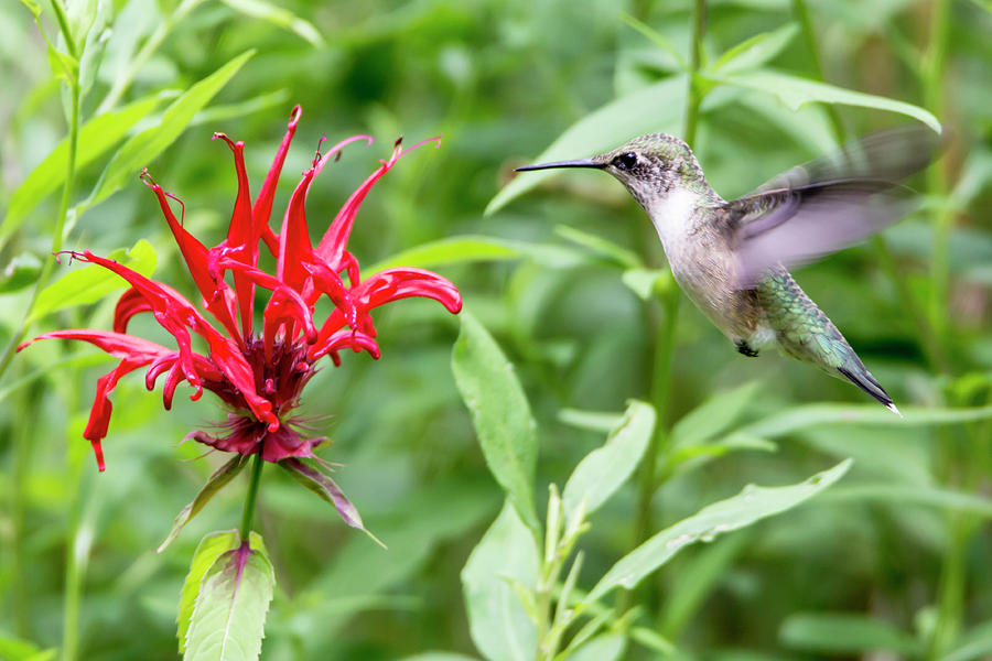 Hummingbird 62 Photograph by David Stasiak