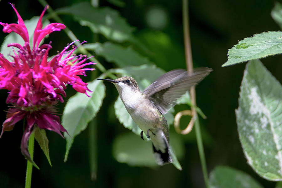 Hummingbird 64 Photograph by David Stasiak