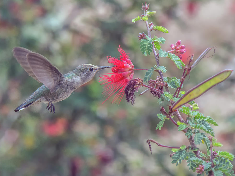 Hummingbird 6643 Photograph by Tam Ryan