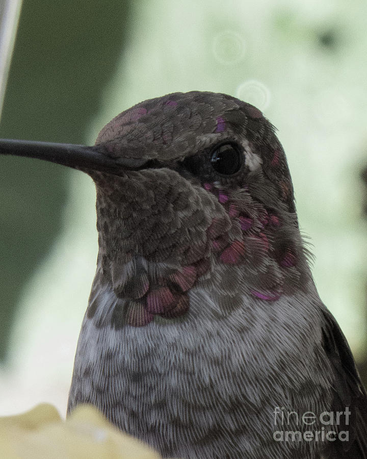 Hummingbird 7 Photograph by Christy Garavetto