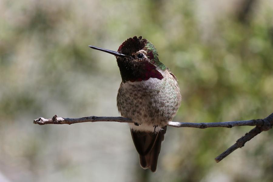 Hummingbird - 7 Photograph by Christy Pooschke