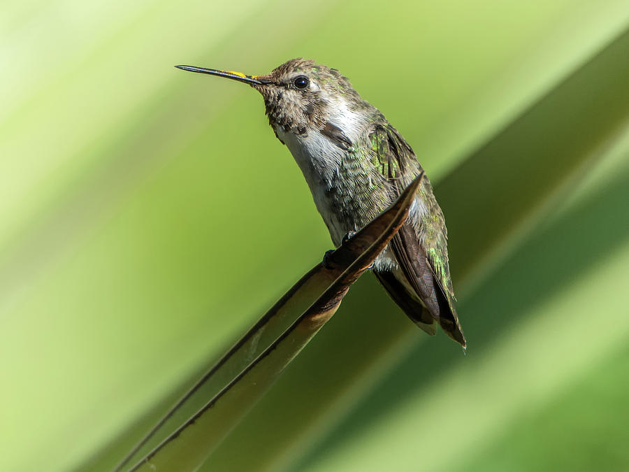 Hummingbird 7484-101017-2cr Photograph by Tam Ryan