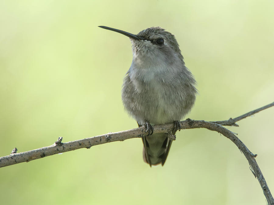 Hummingbird 7514-101017-1cr Photograph by Tam Ryan