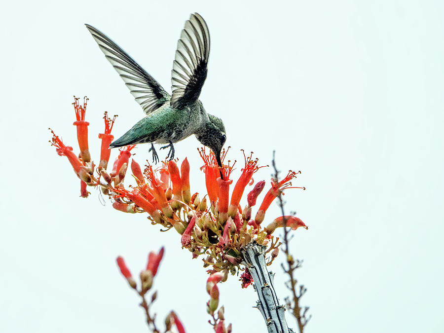 Hummingbird 7642 Photograph by Tam Ryan