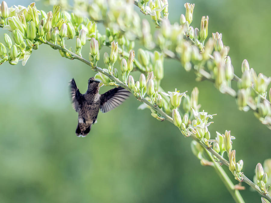 Hummingbird 7718-cr Photograph by Tam Ryan