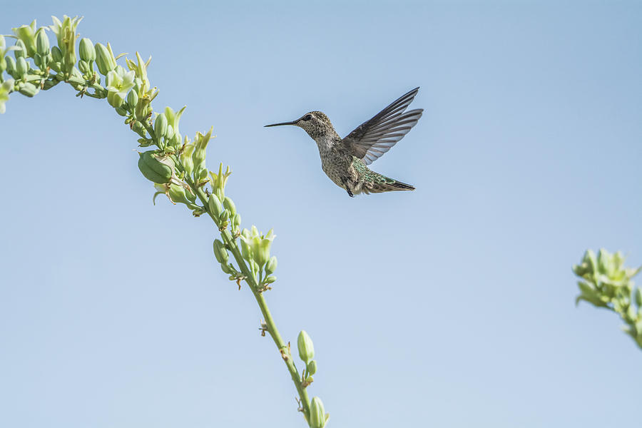 Hummingbird 7728 Photograph by Tam Ryan