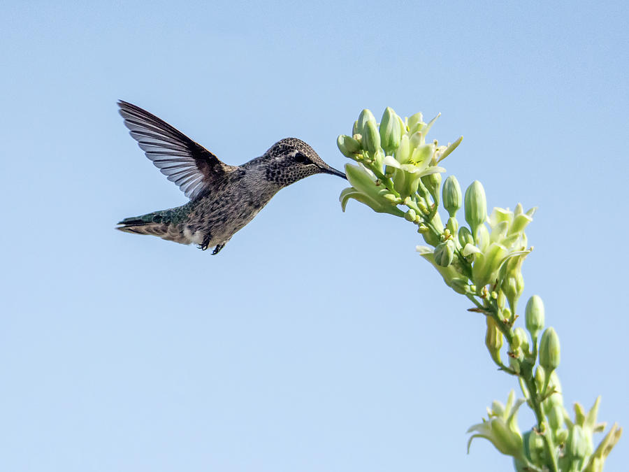 Hummingbird 7734 Photograph by Tam Ryan