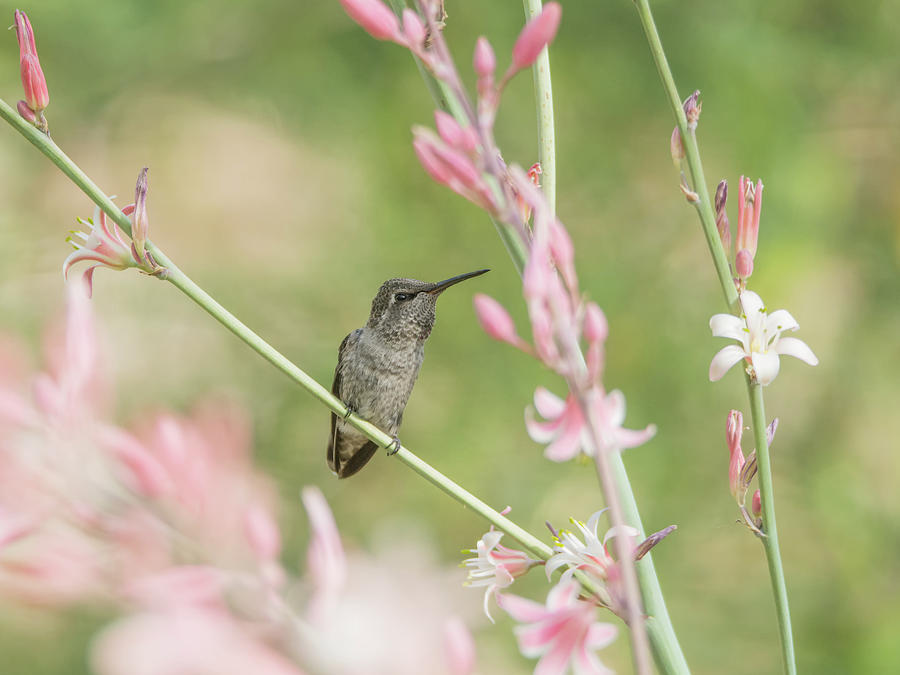 Hummingbird 7740-cr Photograph by Tam Ryan
