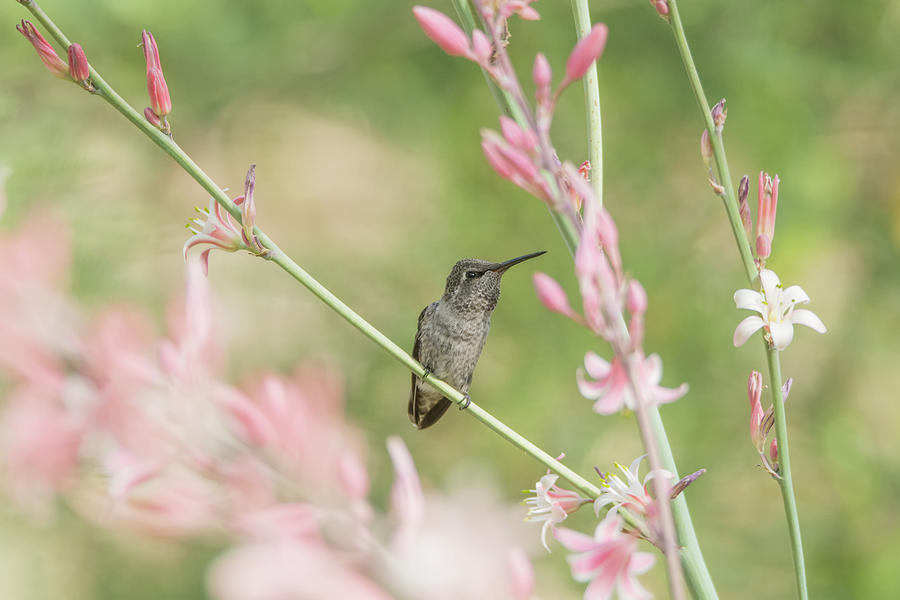 Hummingbird 7740 Photograph by Tam Ryan