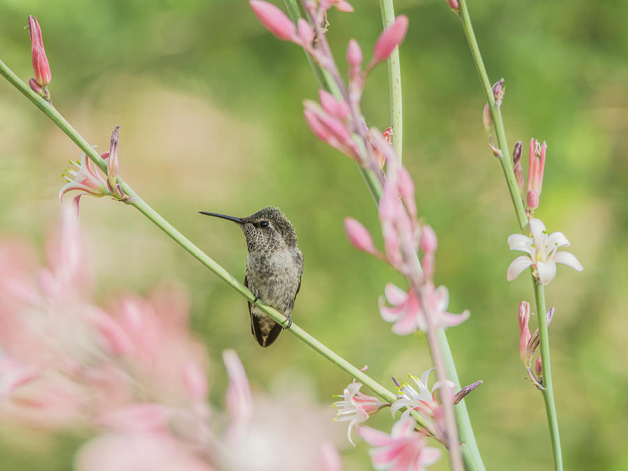 Hummingbird 7750-17 Photograph by Tam Ryan