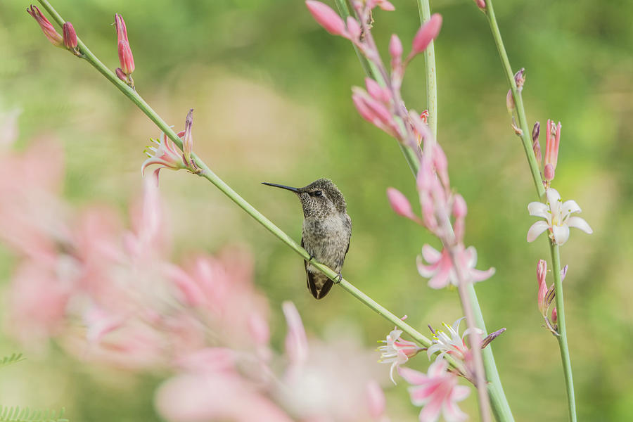 Hummingbird 7750 Photograph by Tam Ryan