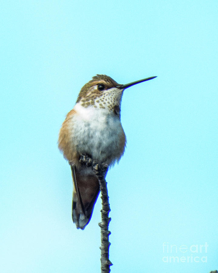 Hummingbird 8 Photograph by Christy Garavetto