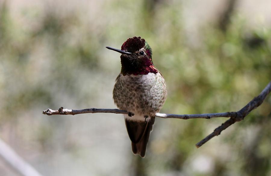 Hummingbird - 8 Photograph by Christy Pooschke