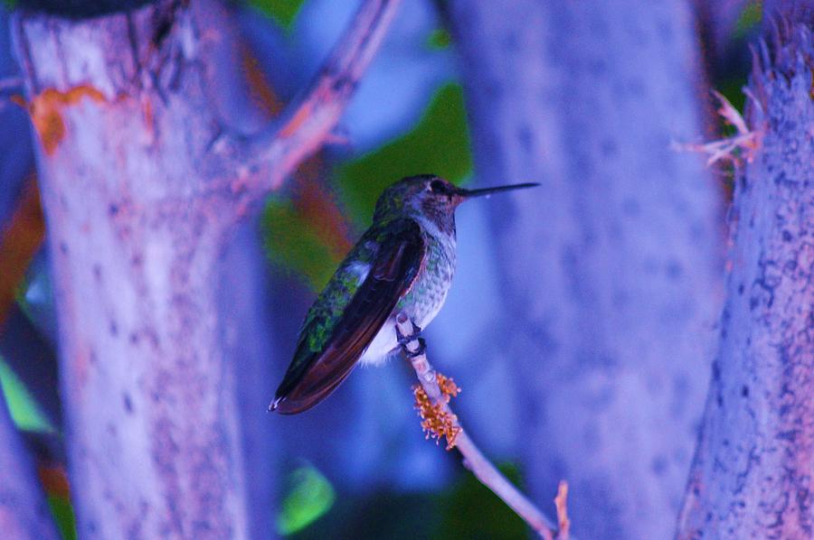 Hummingbird 8 Photograph by Helen Carson