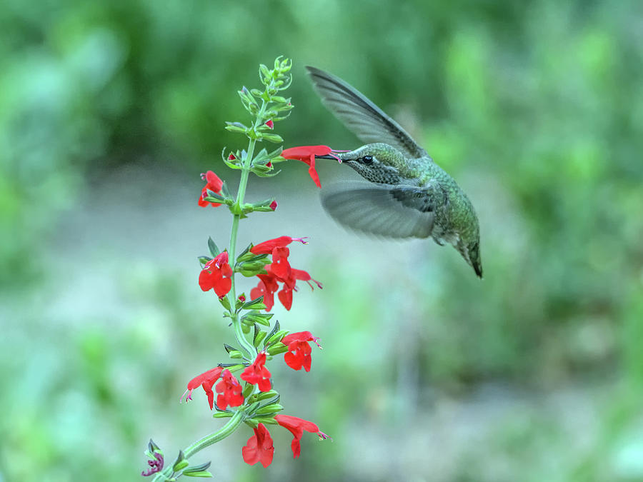 Hummingbird 8673 Photograph by Tam Ryan