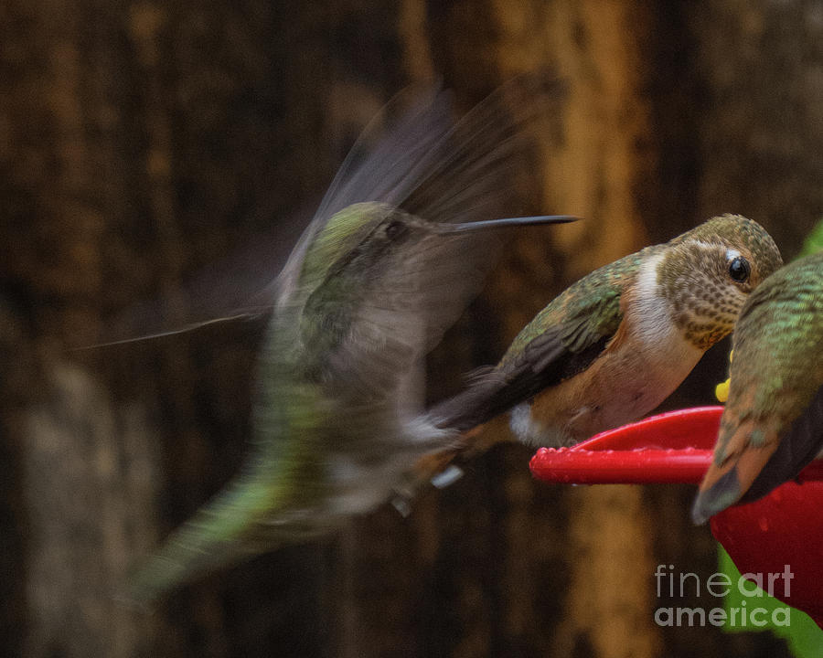 Hummingbird 9 Photograph by Christy Garavetto