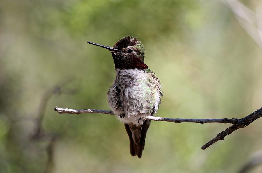 Hummingbird - 9 Photograph by Christy Pooschke