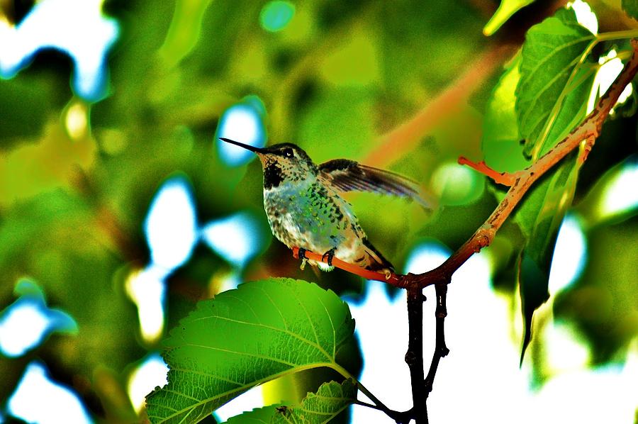 Hummingbird 9 Photograph by Helen Carson