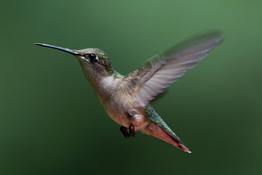 Hummingbird about to land Photograph by Gary E Snyder
