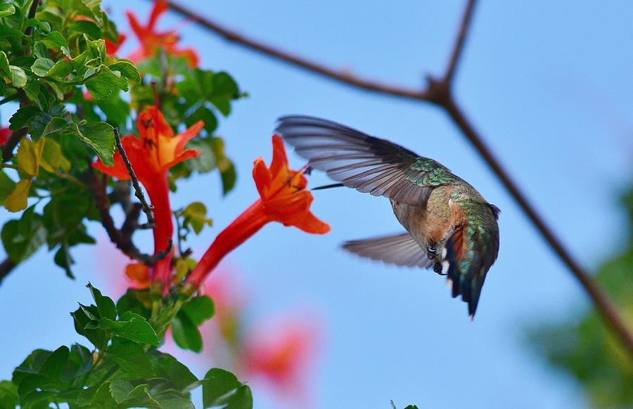 Hummingbird Acrobat II Photograph by Linda Brody