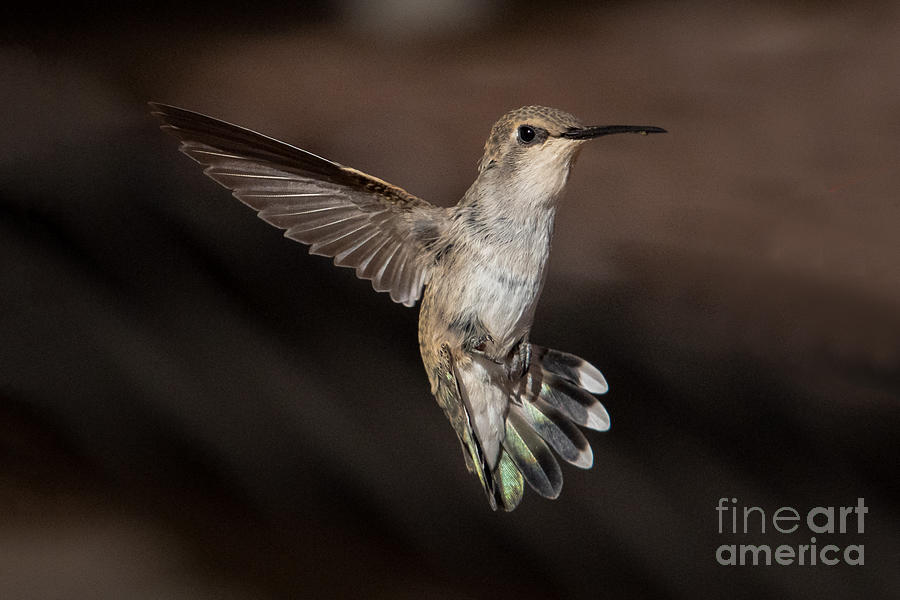 Hummingbird Aerobatics Photograph by Lisa Manifold