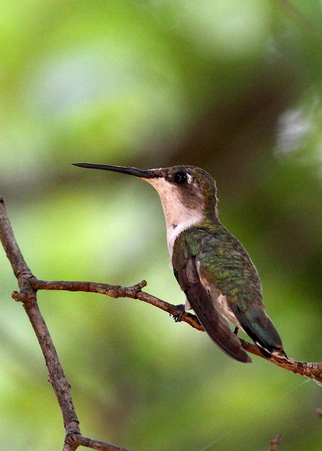 Hummingbird - Afternoon Ruby Photograph