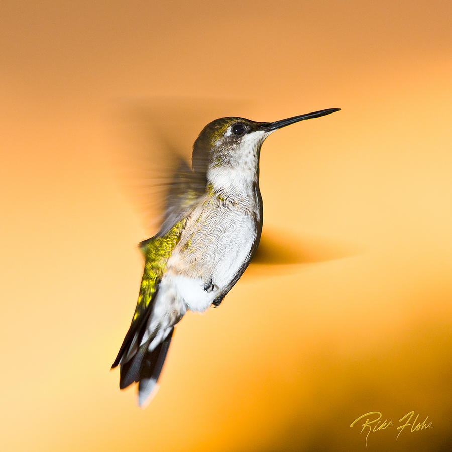 Hummingbird agains the sunset Photograph by Rikk Flohr
