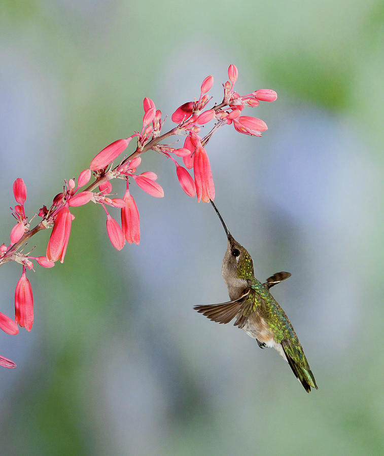 Hummingbird Photograph by Alan Toepfer