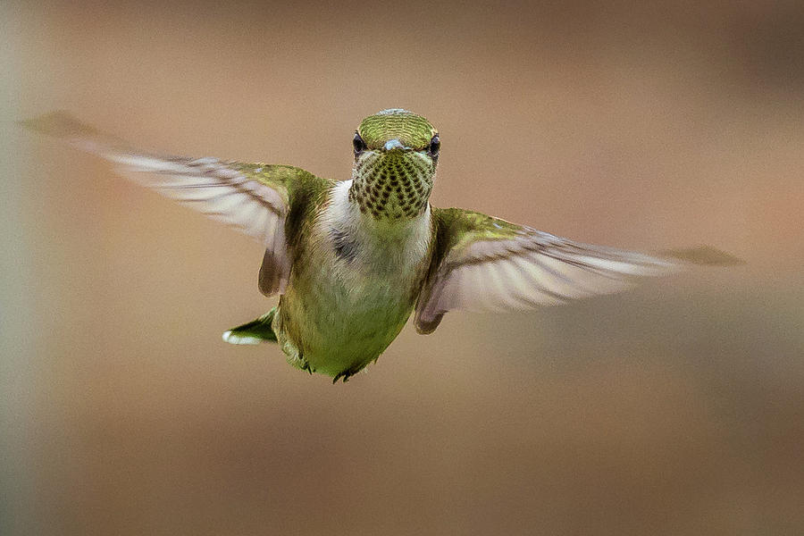 Hummingbird Photograph by Allin Sorenson