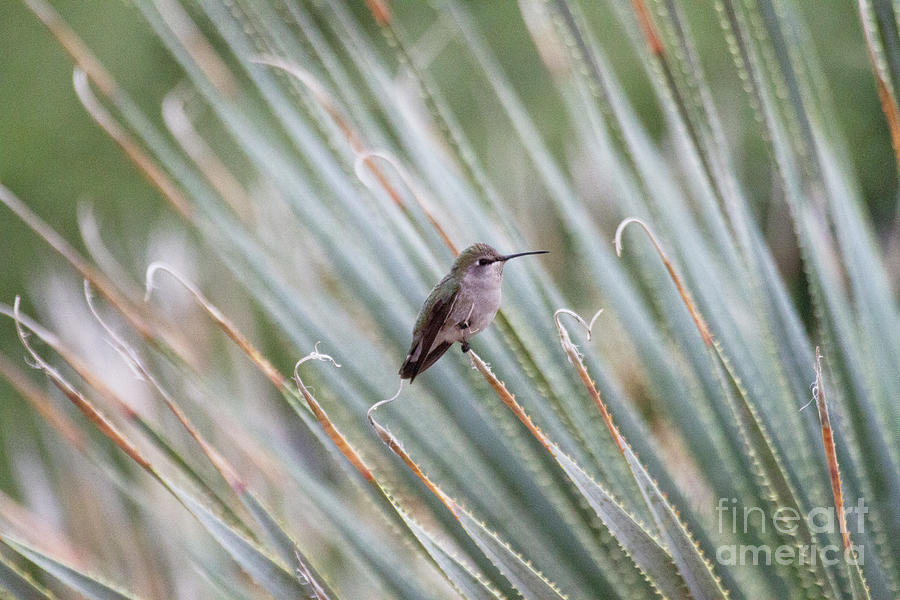 Hummingbird among the agave Photograph by Ruth Jolly