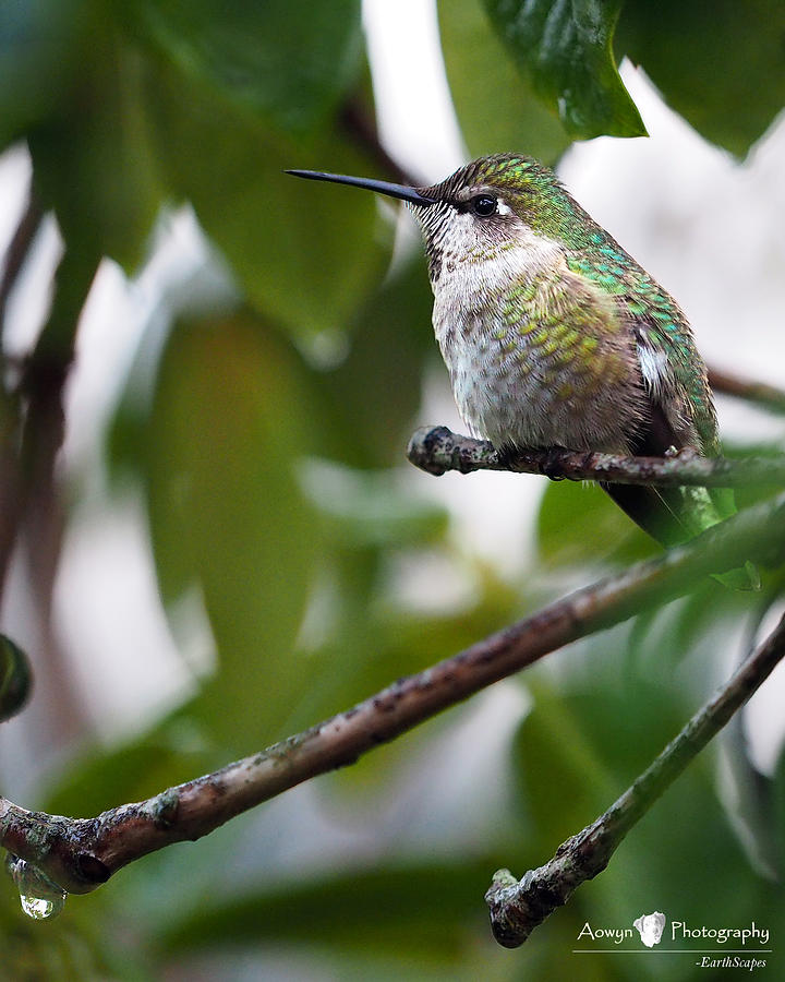 Hummingbird Photograph - Hummingbird Amongst Leaves by Stephanie McGuire Hummingbird Photograph - Hummingbird Amongst Leaves by Stephanie McGuire