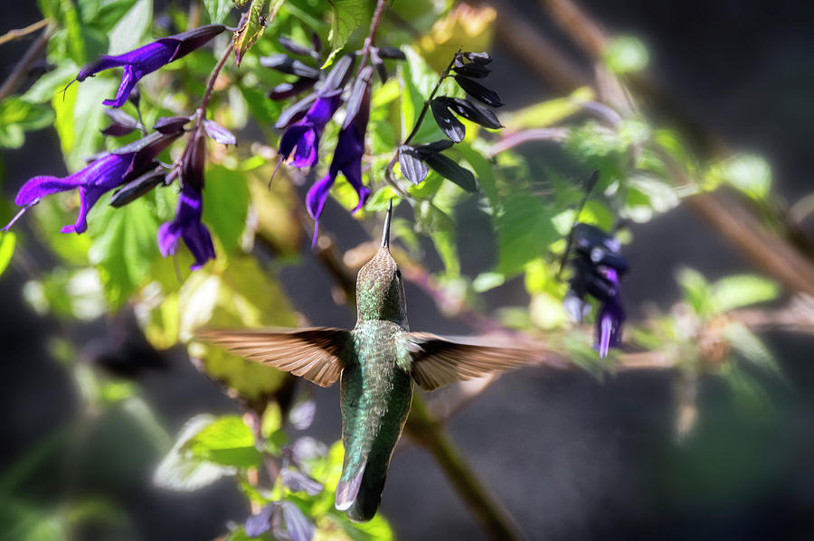 Hummingbird Amongst The Purple Flowers  Photograph by Saija Lehtonen
