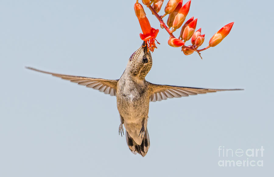 Hummingbird and Ocotillo Photograph by Lisa Manifold